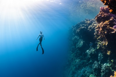 Coral reef